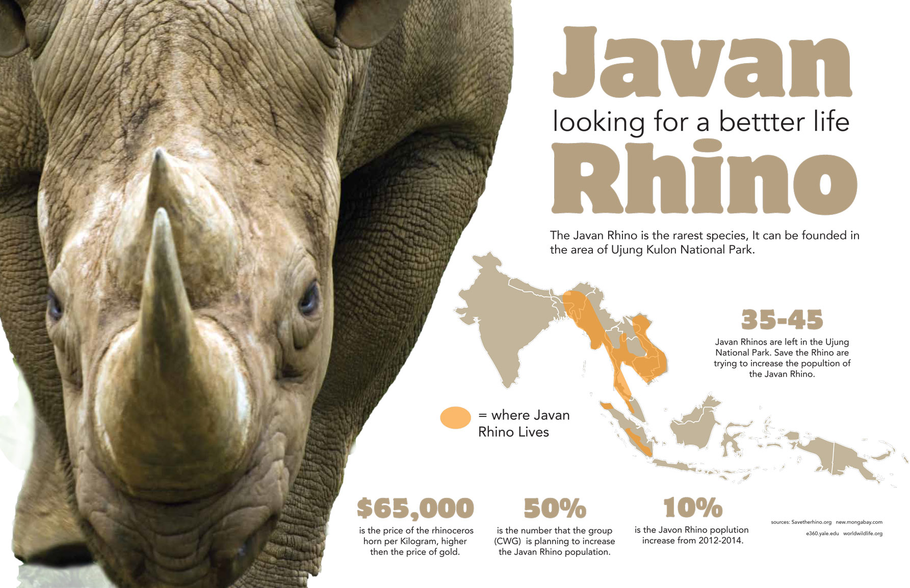 Javan Rhino infographic - Belinda Ivey