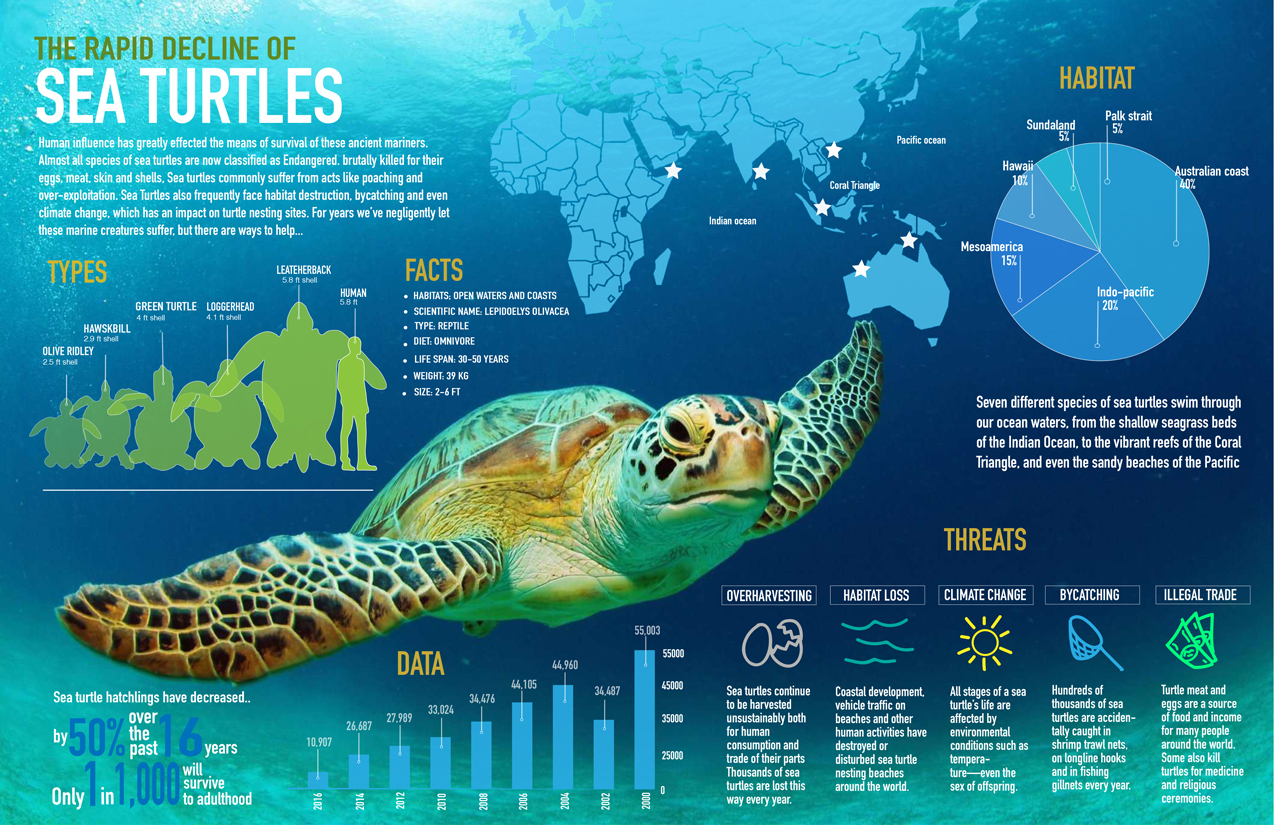 HannahEvans-infographic 2